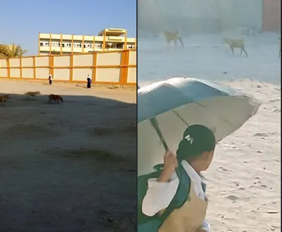 اخبار اليمن الان انتشار كلاب مفترسة بالقرب مدرسة اخبار اليمن الان الحدث اليوم عاجل