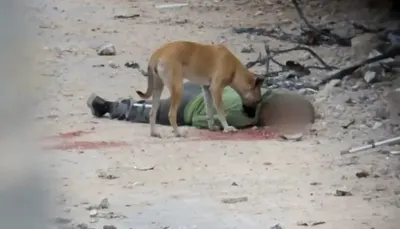 اخبار اليمن الان الكلاب الشهداء والاحتلال الإسعاف إخلاءها اخبار اليمن الان الحدث اليوم عاجل