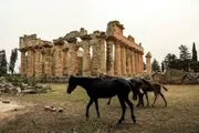 عرب تايم اخبار اليمن الان يواجهون الامكانات لحماية قورينيا وأبولونيا اخبار اليمن الان الحدث اليوم عاجل عرب تايم