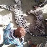 اخبار اليمن الان مأساوية الحيوانات المهددة بالانقراض اليمن اخبار اليمن الان الحدث اليوم عاجل
