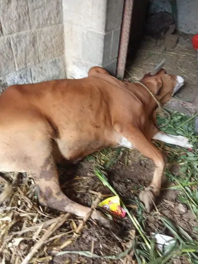 اخبار اليمن الان الحياة مجهولون يسممون ثورين مكافحة اخبار اليمن الان الحدث اليوم عاجل