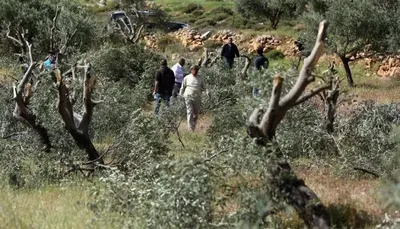اخبار اليمن الان مستوطنون يكسرون أشجار زيتون شرق اخبار اليمن الان الحدث اليوم عاجل