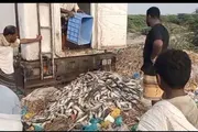 صدى الحقيقة اخبار اليمن الان أشغال زنجبار الباغة الصالحة للاستهلاك اخبار اليمن الان الحدث اليوم عاجل صدى الحقيقة