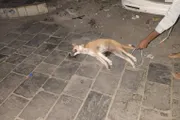عرب تايم اخبار اليمن الان البيئة بالشيخ لمكافحة الكلاب الضالة اخبار اليمن الان الحدث اليوم عاجل عرب تايم
