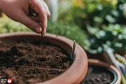 السلام نيوز اخبار اليمن الان الزراعة المنزلية ابتكار هيليكس نباتك اخبار اليمن الان الحدث اليوم عاجل السلام نيوز