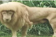 عاجل السعودية اخبار اليمن الان الأسد الصيني الشهير الجدل تسريحته اخبار اليمن الان الحدث اليوم عاجل عاجل السعودية