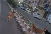 كريتر إسكاي اخبار اليمن الان انطلاق لمكافحة الكلاب هجماتها الأطفال اخبار اليمن الان الحدث اليوم عاجل كريتر إسكاي
