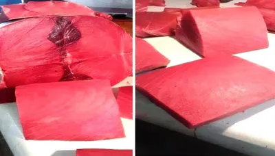 اخبار اليمن الان أسعار الأسماك الاثنين 25 2026م اخبار اليمن الان الحدث اليوم عاجل
