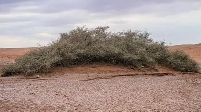 اخبار اليمن الان أشجار السدر المعمرة الهلالي طبيعي اخبار اليمن الان الحدث اليوم عاجل
