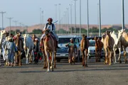 عاجل السعودية اخبار اليمن الان ضاحية عنيزة لمزادات الإبل تستقطب اخبار اليمن الان الحدث اليوم عاجل عاجل السعودية