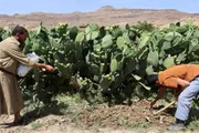عدن تايم اخبار اليمن الان التين الشوكي اليمن فاكهة الزراعة اخبار اليمن الان الحدث اليوم عاجل عدن تايم