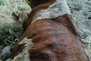 الميثاق نيوز اخبار اليمن الان السلطات التهاب بالثروة الحيوانية المحويت اخبار اليمن الان الحدث اليوم عاجل الميثاق نيوز