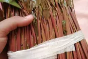 اخبار اليمن الان الحدث اليوم عاجل كريتر إسكاي