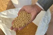 عرب تايم اخبار اليمن الان اخبار وتقارير سيحتاج استيراد الحبوب اخبار اليمن الان الحدث اليوم عاجل عرب تايم