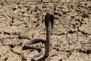 اخبار اليمن الان الحدث اليوم عاجل كريتر إسكاي