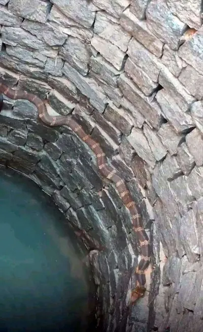 اخبار اليمن الان حقيقة الأفعى الضخمة ظهرت آبار اخبار اليمن الان الحدث اليوم عاجل