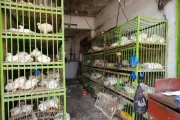 مارب اليوم اخبار اليمن الان اليمن وتراجع أسعار الدواجن والبيض اخبار اليمن الان الحدث اليوم عاجل مارب اليوم