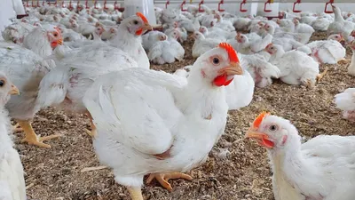 اخبار اليمن الان الطبيات الأسواق انخفاض الدواجن باليمن اخبار اليمن الان الحدث اليوم عاجل