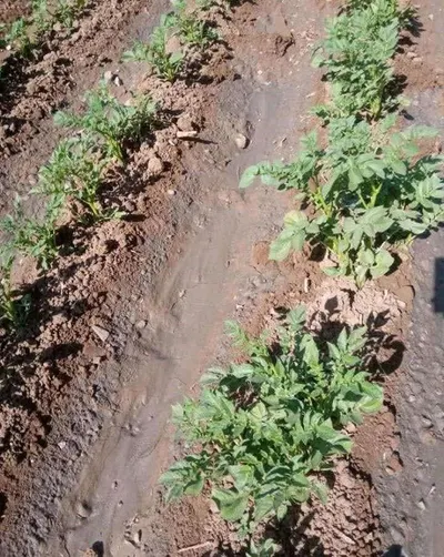 اخبار اليمن الان اتهامات باستخدام الصرف الصحي البطاط اخبار اليمن الان الحدث اليوم عاجل