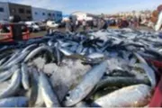 صحيفة المرصد اخبار اليمن الان كميات مهولة السردين للقمامة الجزائر اخبار اليمن الان الحدث اليوم عاجل صحيفة المرصد
