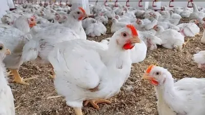 اخبار اليمن الان للدواجن والسلطات المواطنين للإبلاغ المخالفين اخبار اليمن الان الحدث اليوم عاجل