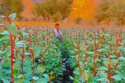 اخبار اليمن الان الحدث اليوم عاجل كريتر إسكاي