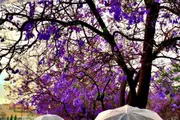 عكاظ اخبار اليمن الان طبيعية ترسمها الأمطار وأزهار الجاكرندا اخبار اليمن الان الحدث اليوم عاجل عكاظ