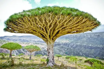 اخبار اليمن الان اللواء السقطري سقطرى ولغتها السقطرية اخبار اليمن الان الحدث اليوم عاجل