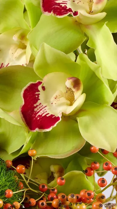 اخبار اليمن الان flower society تستقبل الخريف مستوحاة اخبار اليمن الان الحدث اليوم عاجل