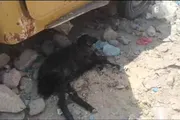 صحيفة المرصد اخبار اليمن الان مليشـ تستهـ منازل المواطنين بالطيـ اخبار اليمن الان الحدث اليوم عاجل صحيفة المرصد