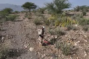 الميثاق نيوز اخبار اليمن الان مسام يزيل 3887 لغما اليمن اخبار اليمن الان الحدث اليوم عاجل الميثاق نيوز