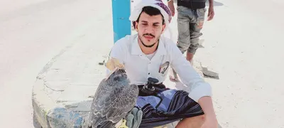 اخبار اليمن الان مواطن يصطاد صقر ضخم شبوة اخبار اليمن الان الحدث اليوم عاجل