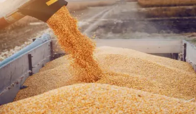 اخبار اليمن الان العراق سوريا القمح تضامنية كبيرة اخبار اليمن الان الحدث اليوم عاجل
