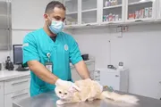 عاجل السعودية اخبار اليمن الان بمنطقة لتحصين الحيوانات الأليفة السعار اخبار اليمن الان الحدث اليوم عاجل عاجل السعودية