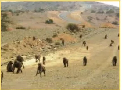 اخبار اليمن الان القرود وتهاجم الاغنام خسائرها محافظة اخبار اليمن الان الحدث اليوم عاجل