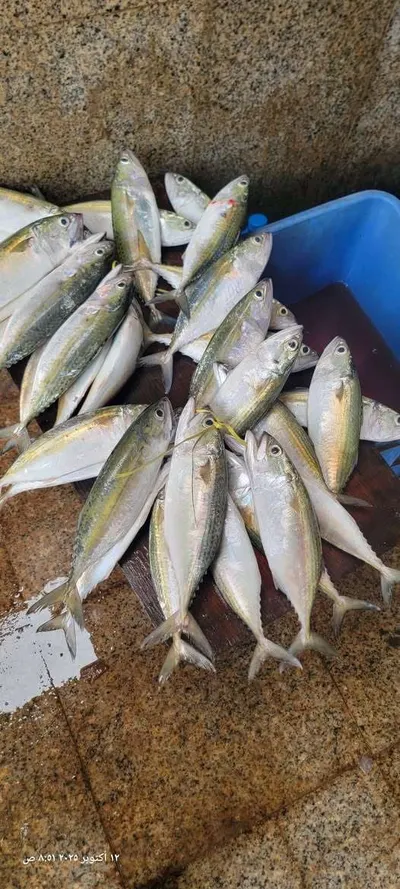 اخبار اليمن الان اختفاء النوع الاسماك بعدن اخبار اليمن الان الحدث اليوم عاجل