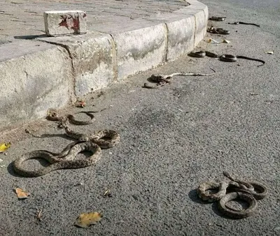 اخبار اليمن الان مباغت للثعابين الرعب مدينة بأبين اخبار اليمن الان الحدث اليوم عاجل