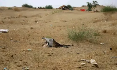 اخبار اليمن الان حقوقي واصابة مدنيا بألغام الحوثي اخبار اليمن الان الحدث اليوم عاجل
