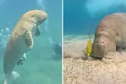 السلام نيوز اخبار اليمن الان مسبوقة الماناكي البحري الفريد الأحمر اخبار اليمن الان الحدث اليوم عاجل السلام نيوز