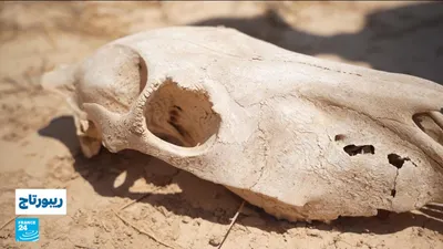 اخبار اليمن الان المها العربي الشومري الأردن وطبيعية اخبار اليمن الان الحدث اليوم عاجل