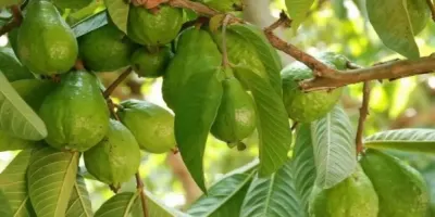 اخبار اليمن الان ورق الجوافة فوائد طبية مدهشة اخبار اليمن الان الحدث اليوم عاجل