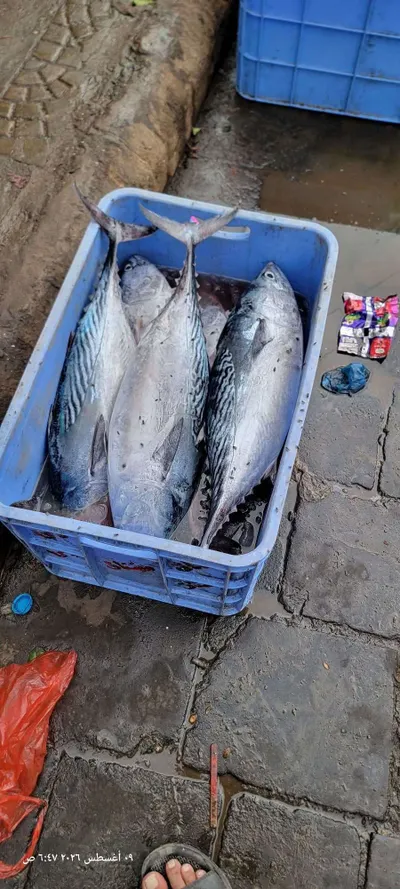 اخبار اليمن الان إنخفاض كميات الأسماك المعروضة للبيع اخبار اليمن الان الحدث اليوم عاجل