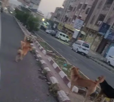 اخبار اليمن الان انطلاق لمكافحة الكلاب هجماتها الأطفال اخبار اليمن الان الحدث اليوم عاجل
