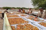 صدى الساحل اخبار اليمن الان التمور ومزارعو يدفعون العسكرة الحوثية اخبار اليمن الان الحدث اليوم عاجل صدى الساحل