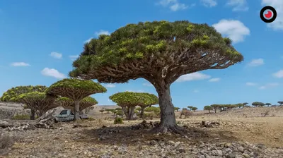 اخبار اليمن الان تتعافى السياحة اليمن اخبار اليمن الان الحدث اليوم عاجل