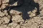 كريتر إسكاي اخبار اليمن الان الربيعي يضبط كوبرا اخبار اليمن الان الحدث اليوم عاجل كريتر إسكاي