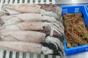 الجنوب بوست اخبار اليمن الان الوزير السقطري بإغلاق اصطياد الحبار اخبار اليمن الان الحدث اليوم عاجل الجنوب بوست
