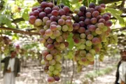 اخبار اليمن الان الحدث اليوم عاجل عرب تايم