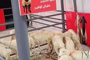كريتر إسكاي اخبار اليمن الان ماركت جيان بعدن يقوم مسبوق اخبار اليمن الان الحدث اليوم عاجل كريتر إسكاي