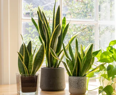 اخبار اليمن الان بالاسم والصورة نباتات منزلية الرطوبة اخبار اليمن الان الحدث اليوم عاجل